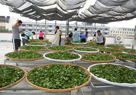 茶叶的制作过程​